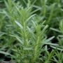 Rosemary – Arp – #1 Container